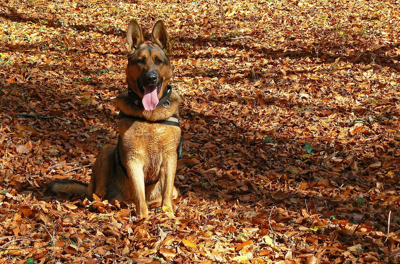 Exploring the Characteristics of the Shiloh Shepherd